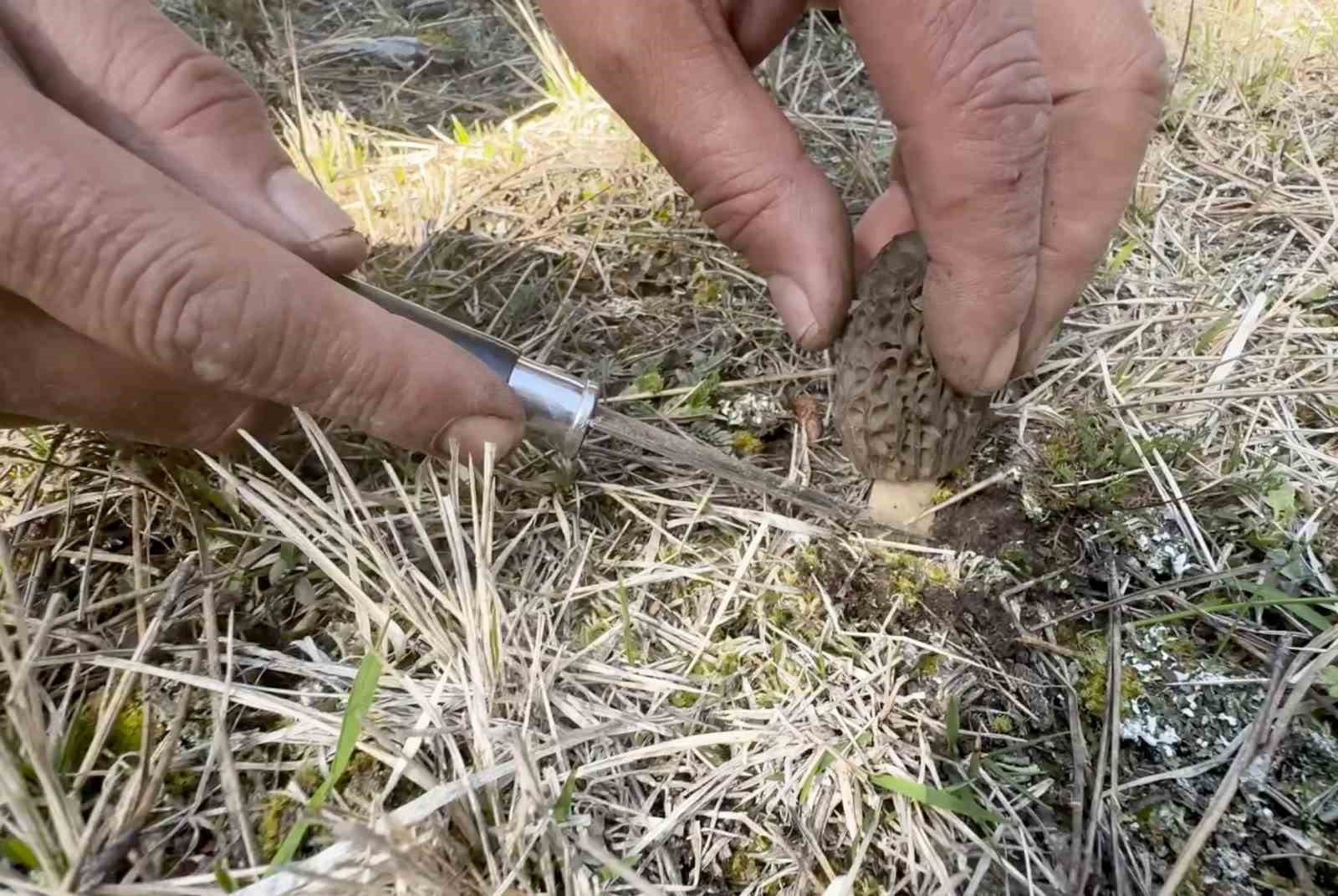 Kastamonu ormanlarında kuzugöbeği mantarı bolluğu 8 kastamonu ormanlarinda kuzugobegi mantari bollugu 4 FeQy853O