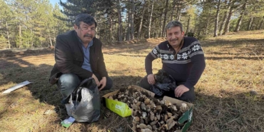 kastamonu-ormanlarinda-kuzugobegi-mantari-bollugu-lhHkOfJq.jpg