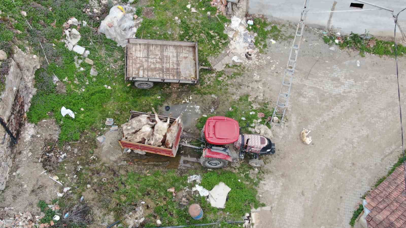 kastamonuda cikan firtina sirasinda ahir coktu 4 buyukbas hayvan telef oldu 5
