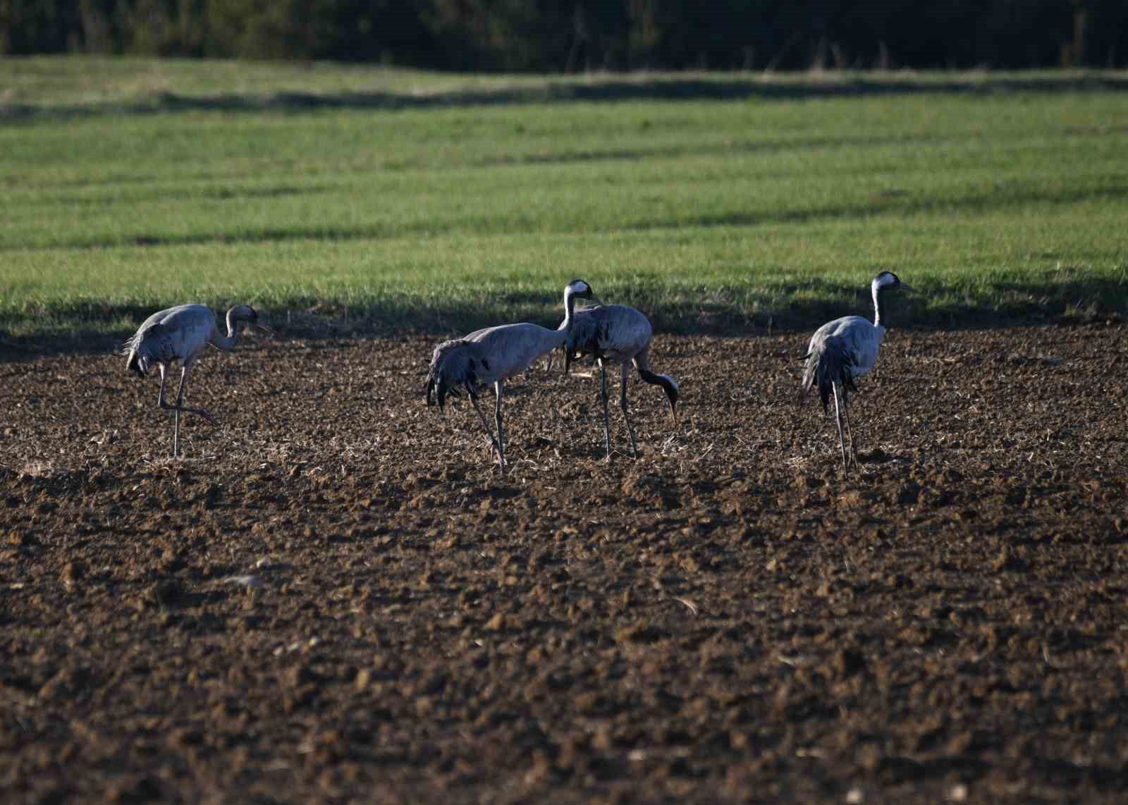 kastamonuda gorsel solen turna ailesi goc yolunda goruntulendi 3 2MOTCmBt