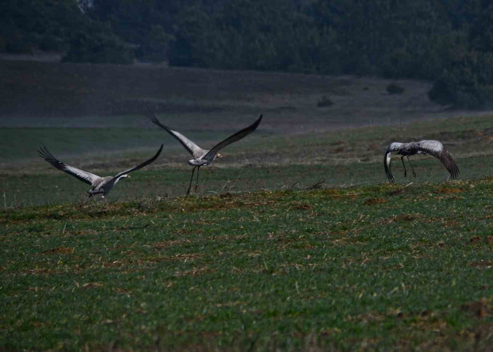 kastamonuda gorsel solen turna ailesi goc yolunda goruntulendi 7 EpEyrULZ