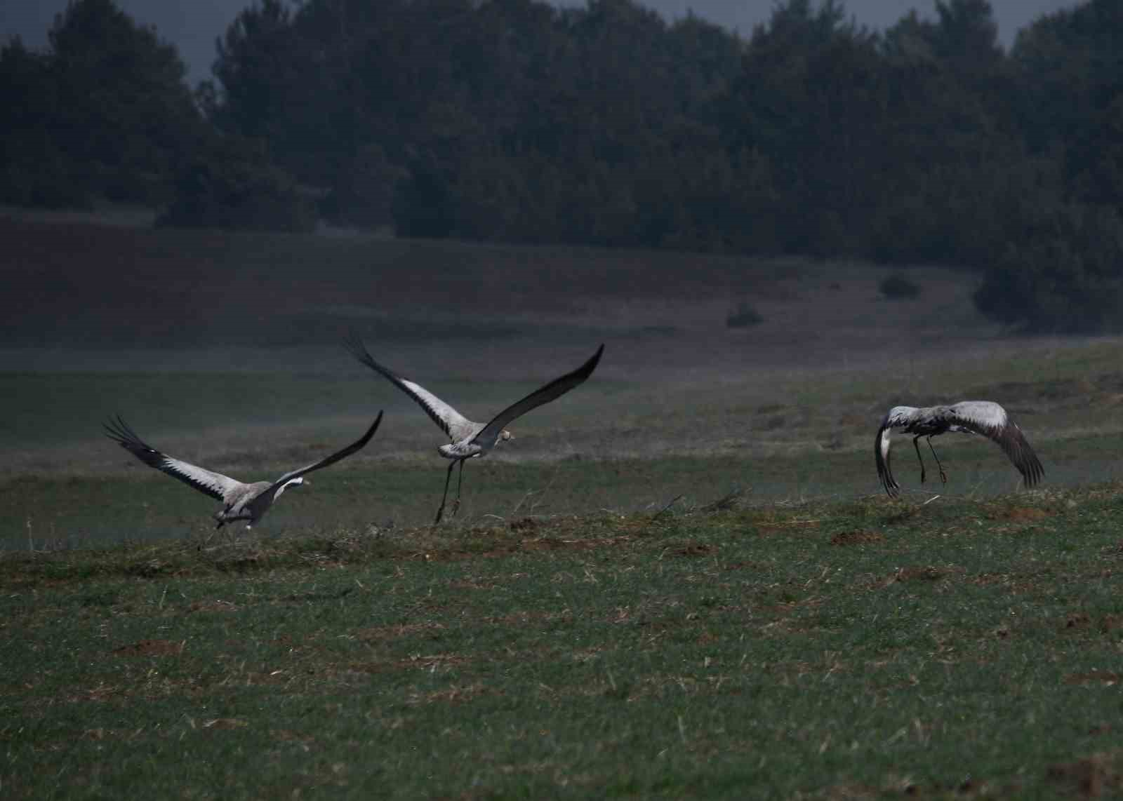 kastamonuda gorsel solen turna ailesi goc yolunda goruntulendi 8 5kRgQ4HQ