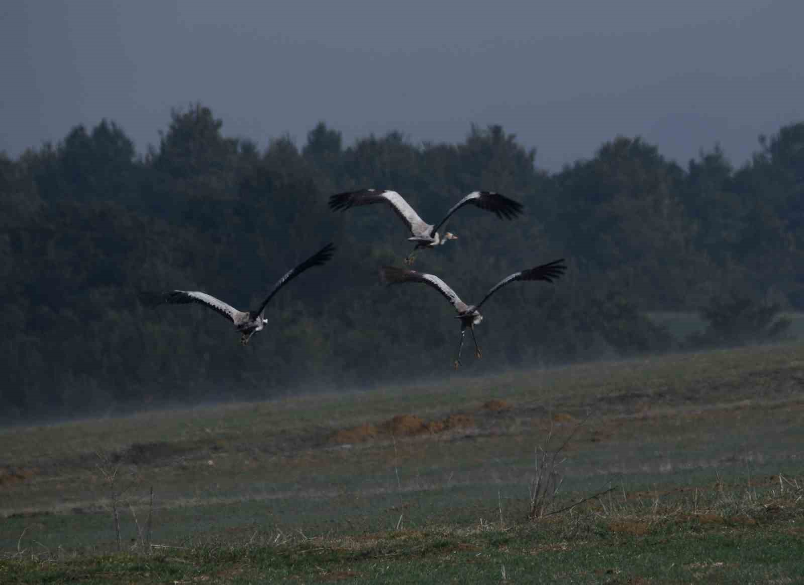 kastamonuda gorsel solen turna ailesi goc yolunda goruntulendi 9 QAOksXTz