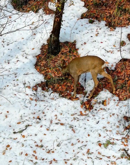kastamonuda kar altindaki karacalar dron ile goruntulendi 1