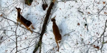 kastamonuda-kar-altindaki-karacalar-dron-ile-goruntulendi-fObXD2Yc.jpg