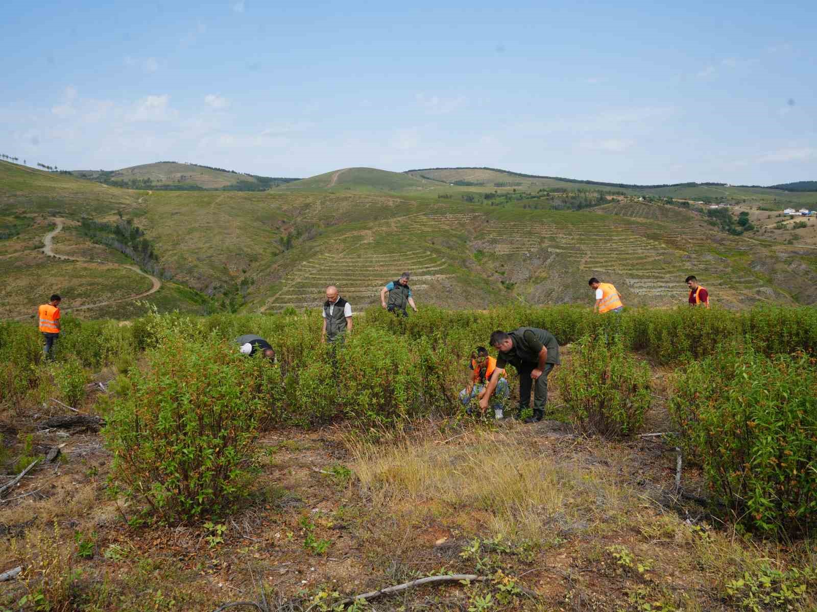 kastamonuda kule donen bin 256 hektarlik orman yeniden agaclandiriliyor 1 qHdV49X2