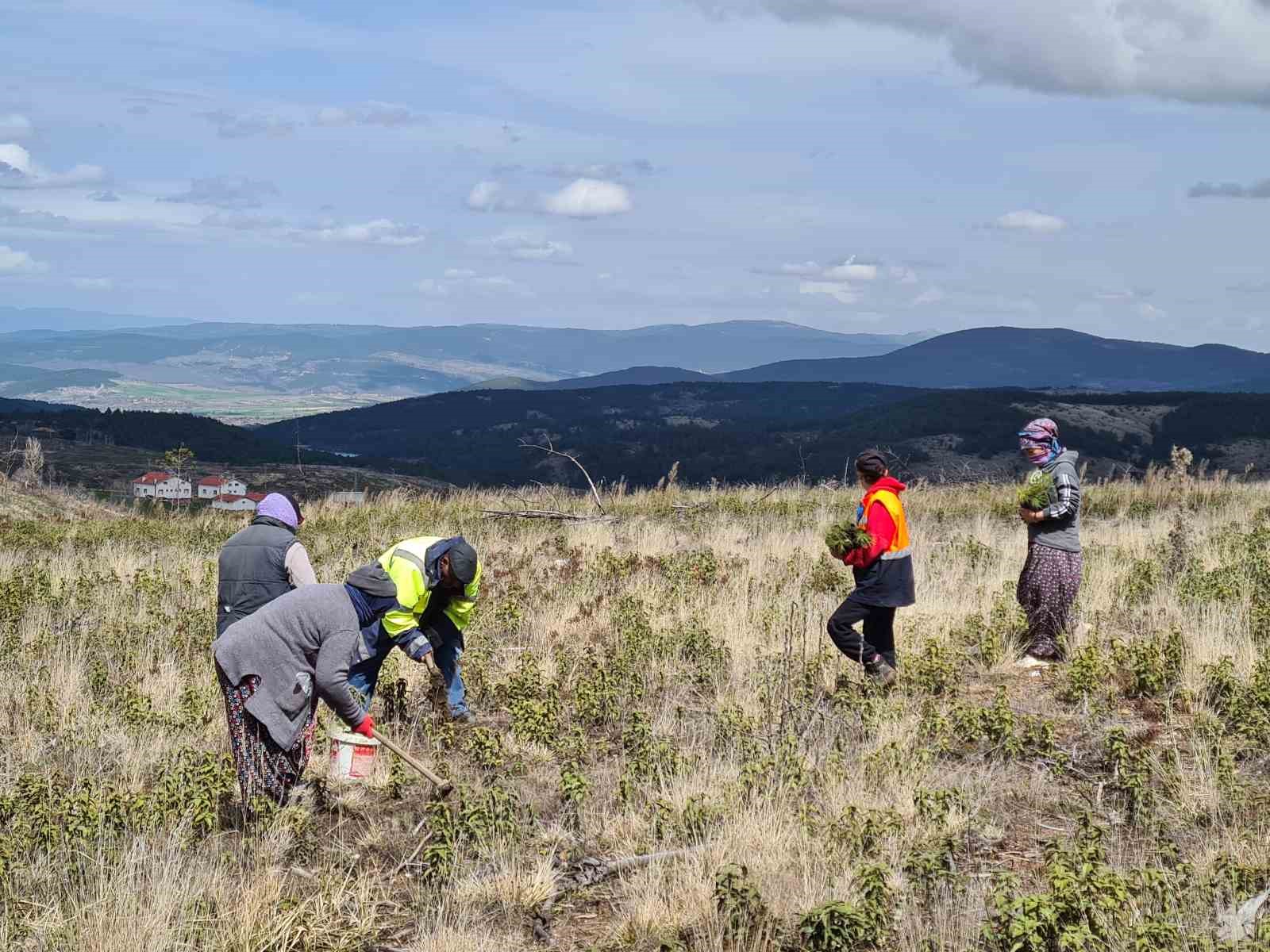 kastamonuda kule donen bin 256 hektarlik orman yeniden agaclandiriliyor 2 YzTXfKHv