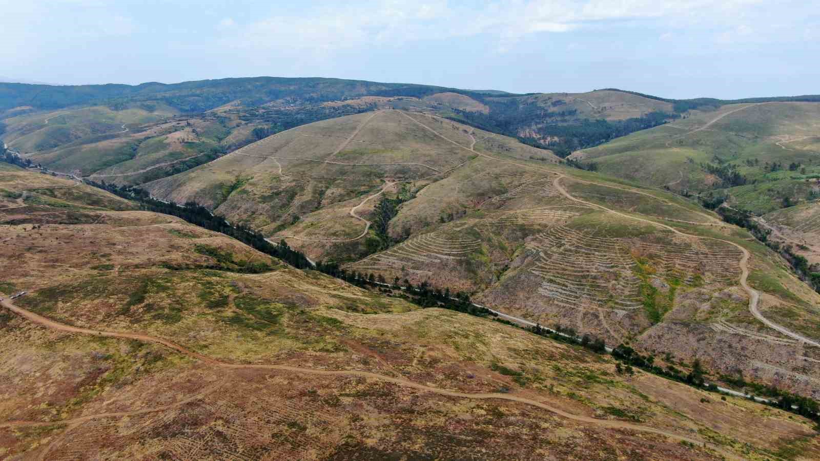kastamonuda kule donen bin 256 hektarlik orman yeniden agaclandiriliyor 3