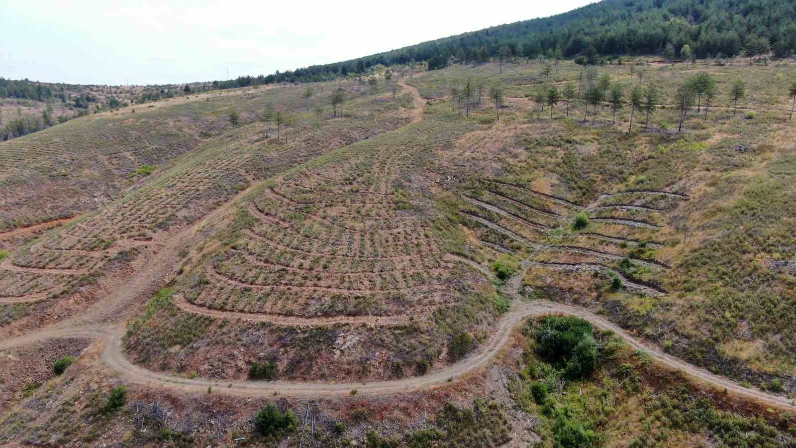 kastamonuda kule donen bin 256 hektarlik orman yeniden agaclandiriliyor 4 MwdCidJg