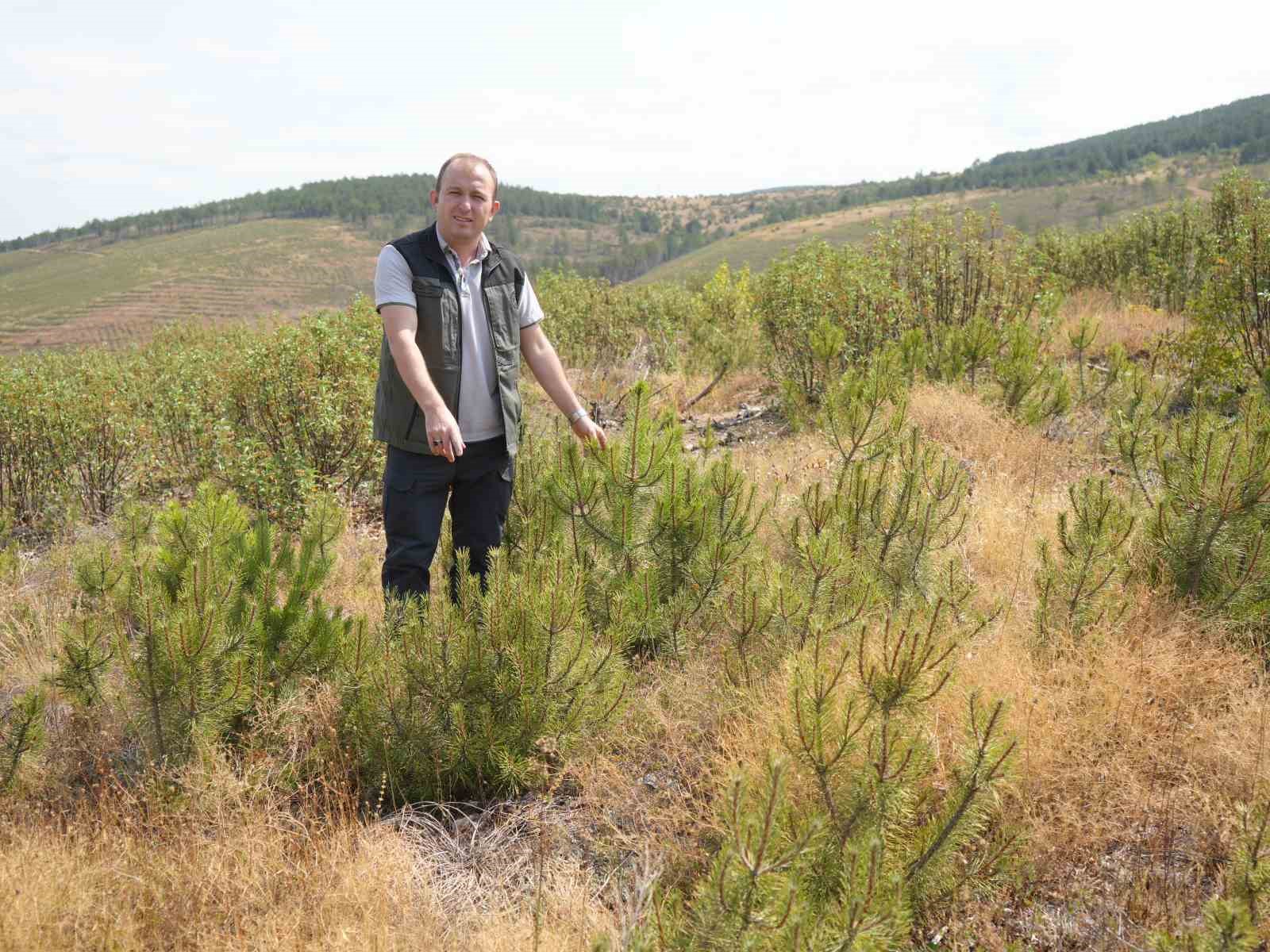 kastamonuda kule donen bin 256 hektarlik orman yeniden agaclandiriliyor 6 B56dzriC