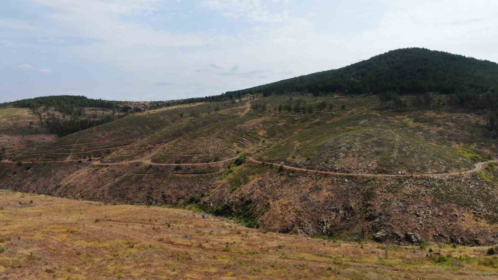 kastamonuda kule donen bin 256 hektarlik orman yeniden agaclandiriliyor 7 EWUdLjLt