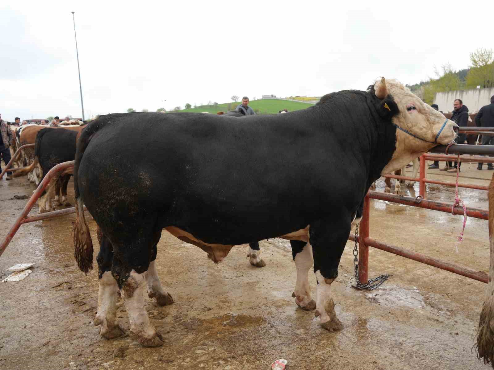 kastamonuda kurban bayrami hareketliligi 850 kilogramlik tosun 340 bin liraya alici buldu 1 ZX8nXyYN