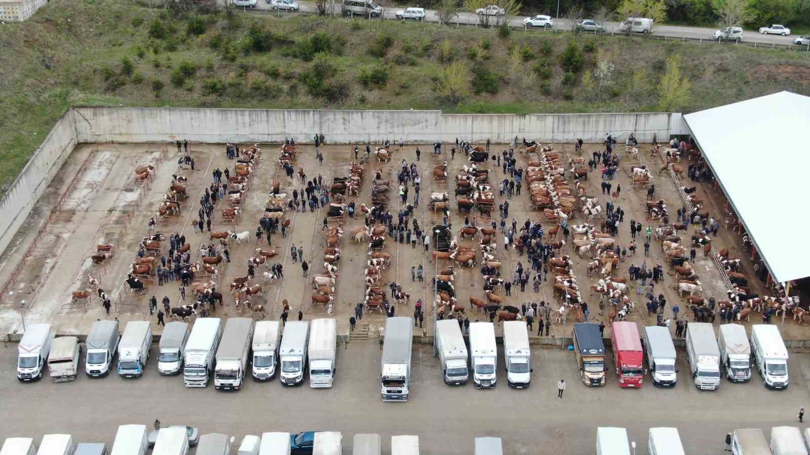 kastamonuda kurban bayrami hareketliligi 850 kilogramlik tosun 340 bin liraya alici buldu 2 XbNIpF6n
