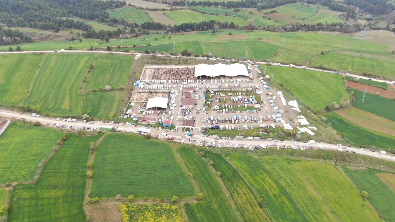 kastamonuda kurban bayrami hareketliligi 850 kilogramlik tosun 340 bin liraya alici buldu 3 LHmWzdVF