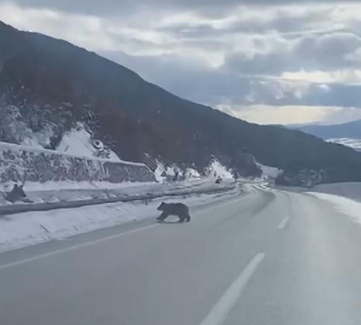 kastamonuda ormanlik alanda karda ilerleyemeyen bozayi guldurdu 0 EEg6YIhb