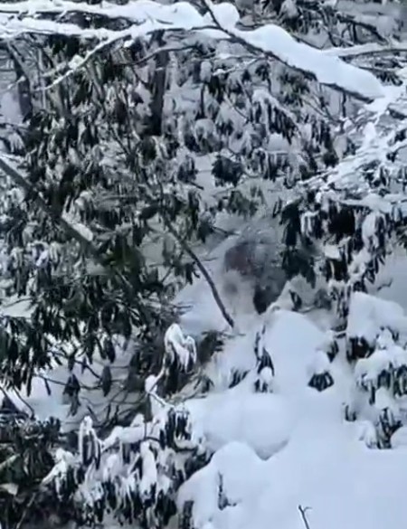 kastamonuda ormanlik alanda karda ilerleyemeyen bozayi guldurdu 2 WvSQikVA
