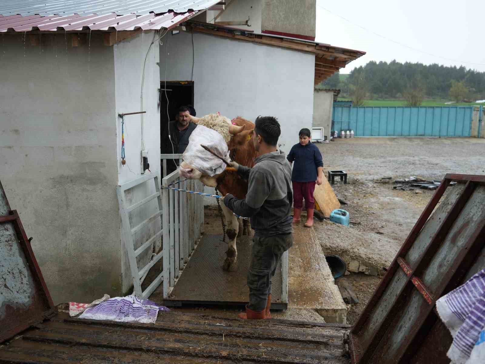kastamonudan istanbula kurbanlik hayvan sevkiyatlari basladi 5 CpNrS6EK