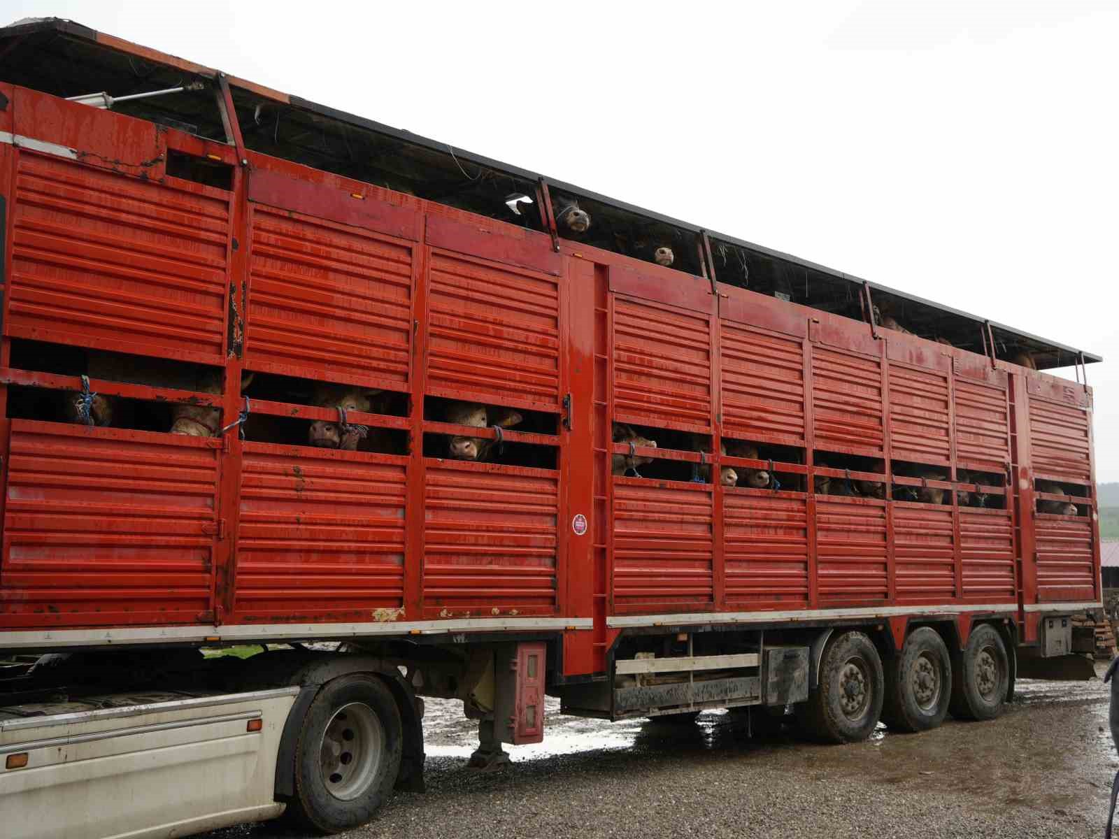 kastamonudan istanbula kurbanlik hayvan sevkiyatlari basladi 8 UAyOMNH9