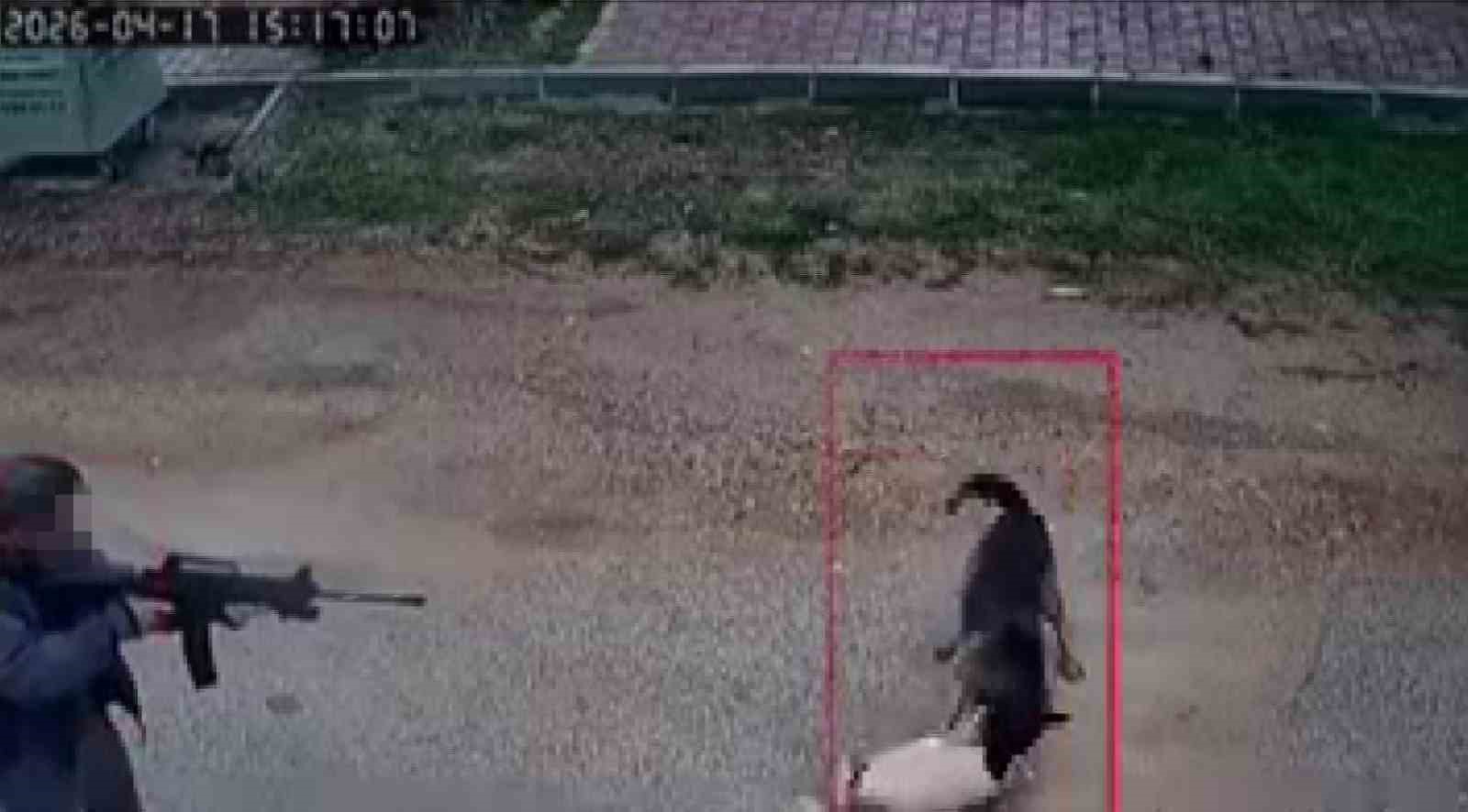 kavga eden sokak kopeklerine tufekle ates edip bir kopegi oldurdu 1 pOGH815J