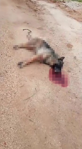 kavga eden sokak kopeklerine tufekle ates edip bir kopegi oldurdu 4