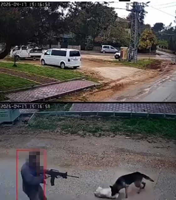 kavga eden sokak kopeklerine tufekle ates edip bir kopegi oldurdu 5 pV7mJVDF