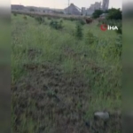 kaybolan-inegini-arayan-besiciye-buzagi-surprizi-Ozw1Xvxd.jpg