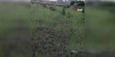 kaybolan-inegini-arayan-besiciye-buzagi-surprizi-Ozw1Xvxd.jpg