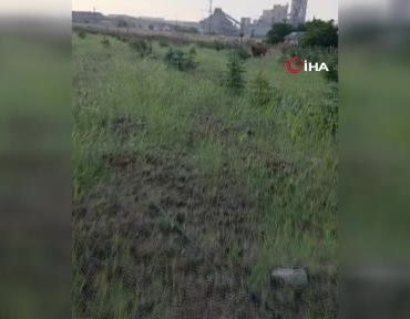 kaybolan-inegini-arayan-besiciye-buzagi-surprizi-Ozw1Xvxd.jpg