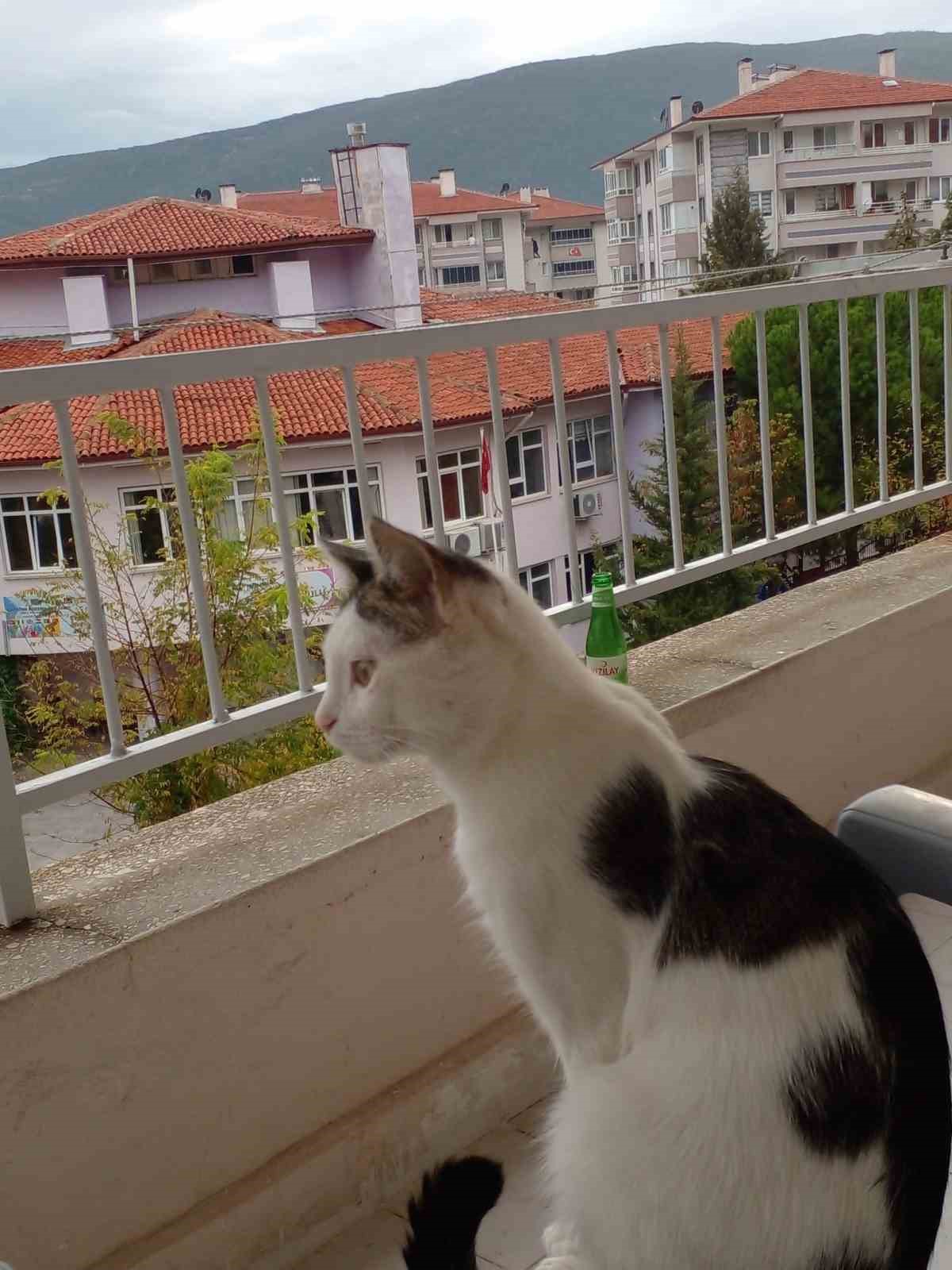 kaybolan kedisi icin binlerce kilometre yol yapti 1