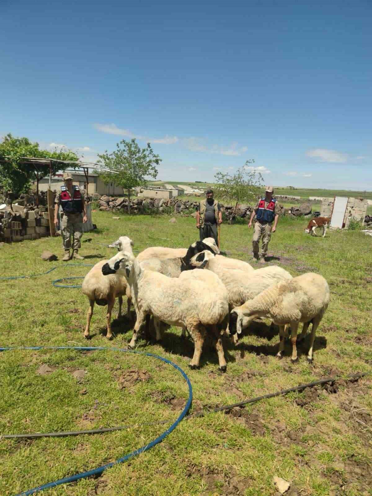 Kaybolan kurbanlıklar dron ile bulundu 4 kaybolan kurbanliklar dron ile bulundu 0 mC1nhMay