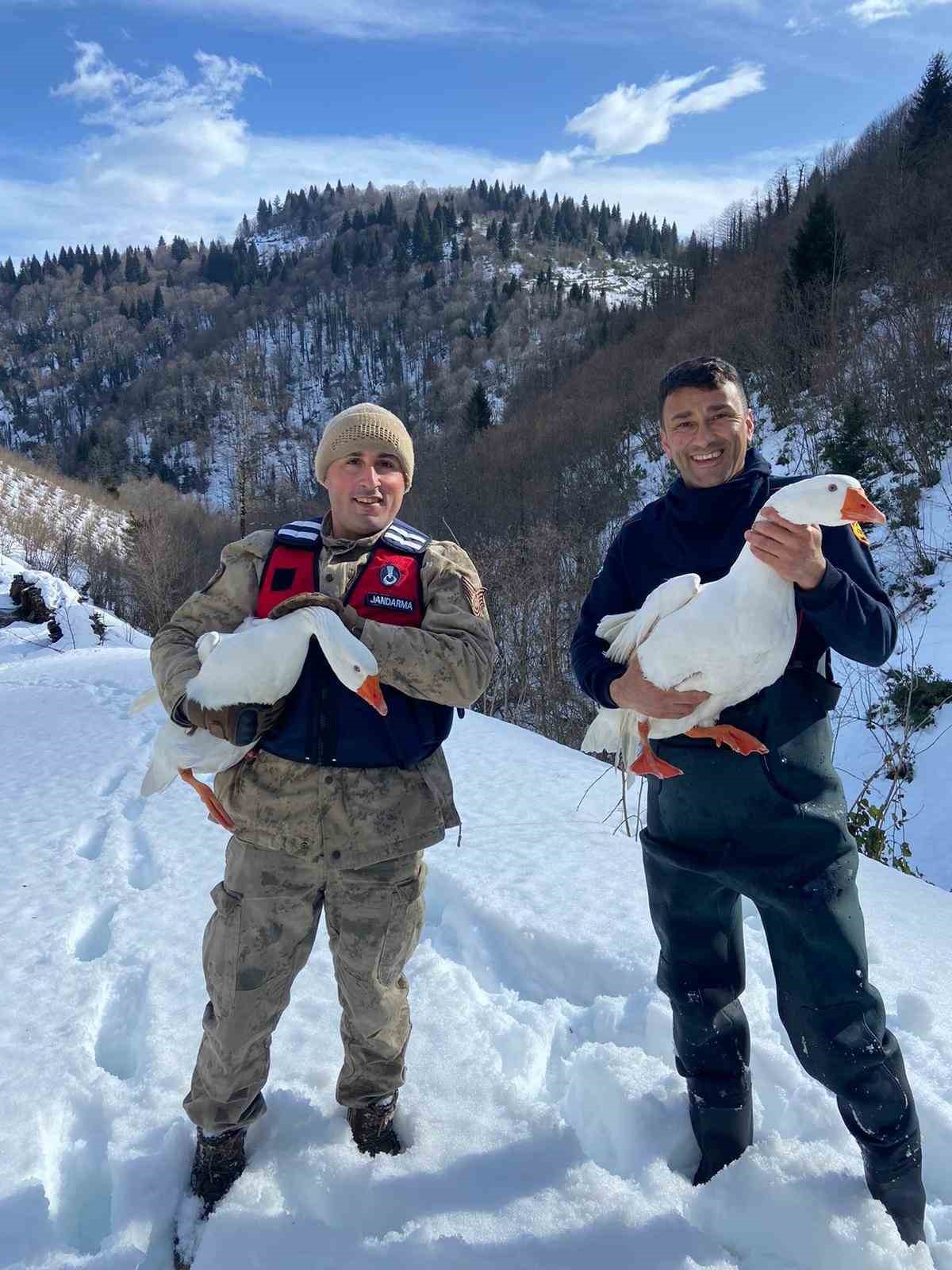 kayip kazlar uc gun sonra dere yataginda bulundu 1 2BblYfFh