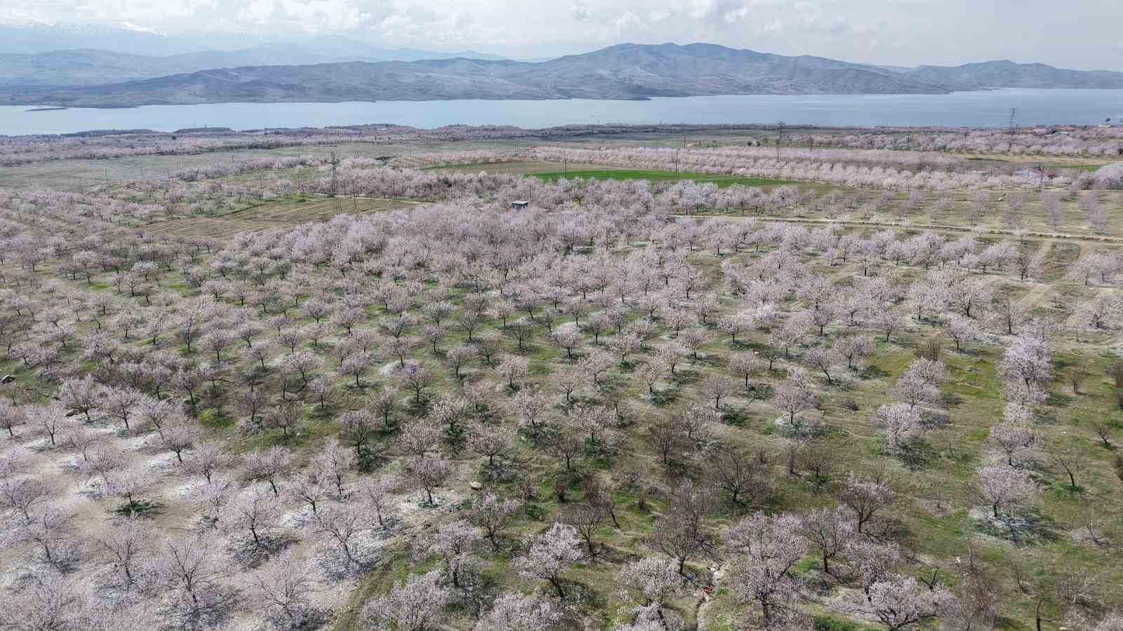 kayisi bahceleri beyaza burundu ortaya essiz manzaralar cikti 1 I9IFdWT7