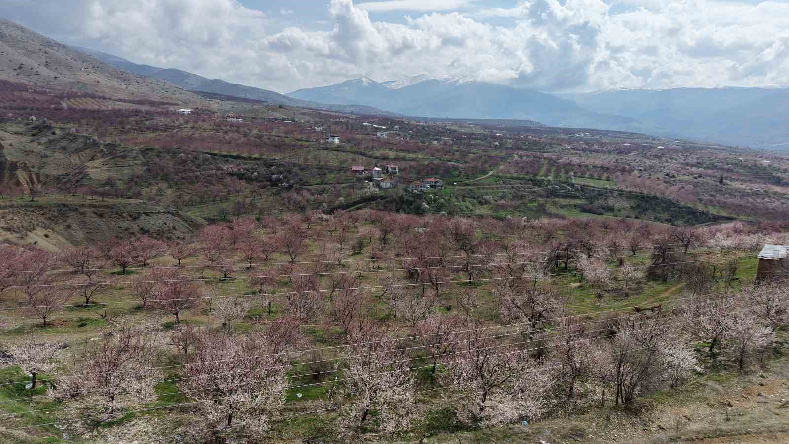 kayisi bahceleri beyaza burundu ortaya essiz manzaralar cikti 10 abus1fyH