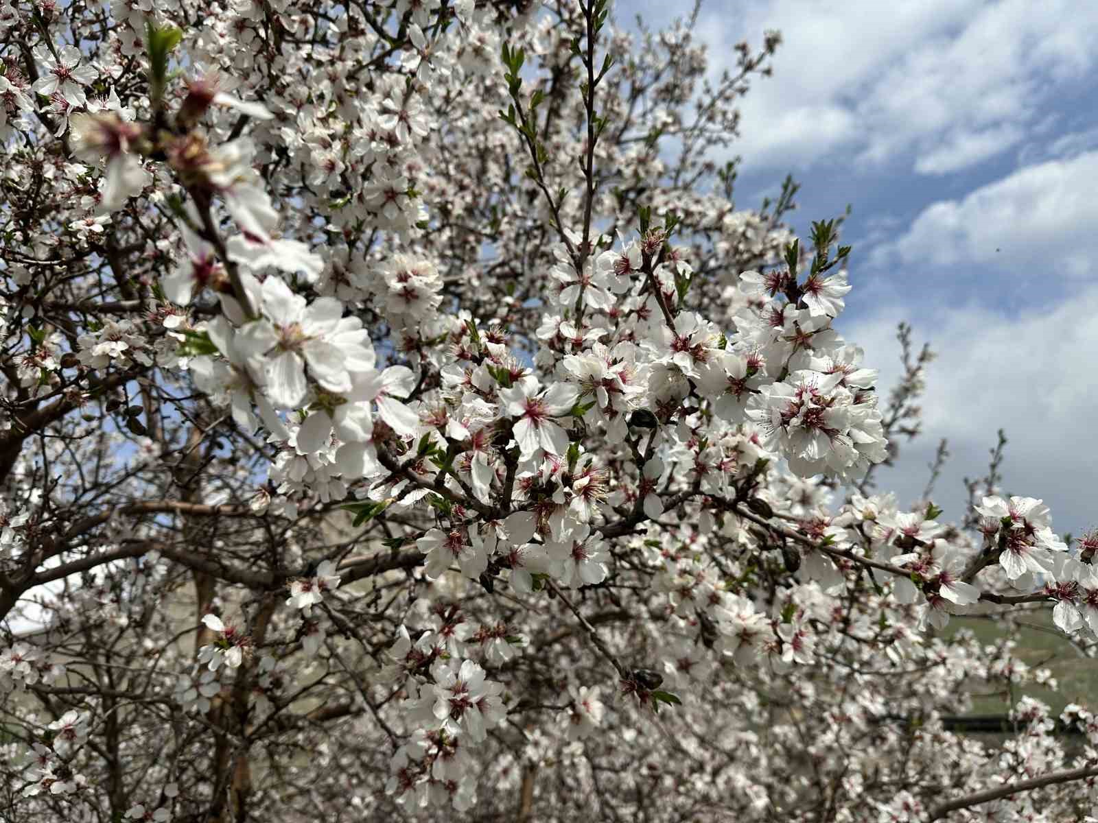 kayisi bahceleri beyaza burundu ortaya essiz manzaralar cikti 19