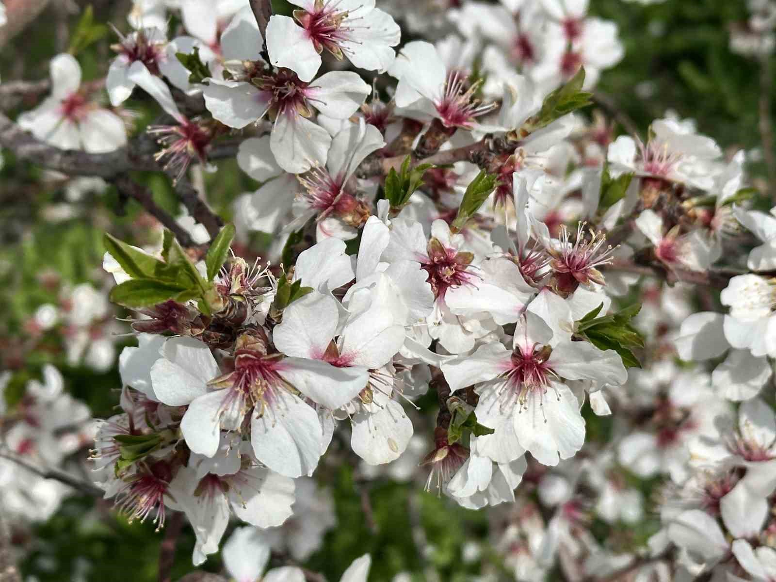 kayisi bahceleri beyaza burundu ortaya essiz manzaralar cikti 20 PWA2w9uI
