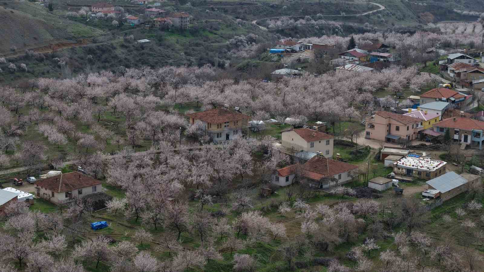kayisi bahceleri beyaza burundu ortaya essiz manzaralar cikti 8 2M3Zalin