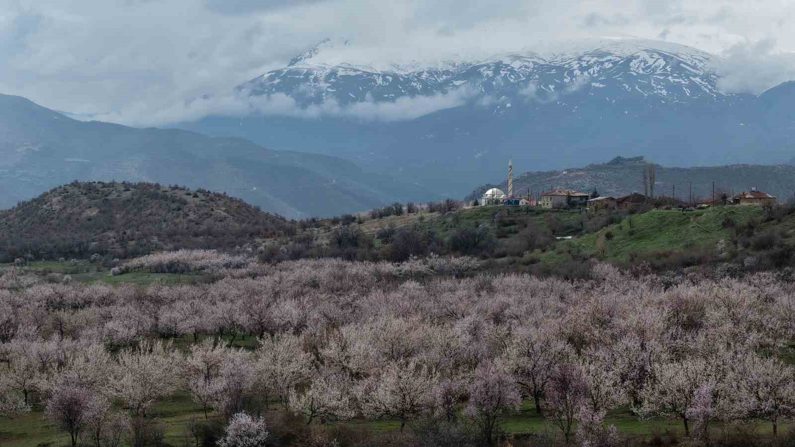 kayisi bahceleri beyaza burundu ortaya essiz manzaralar cikti 9