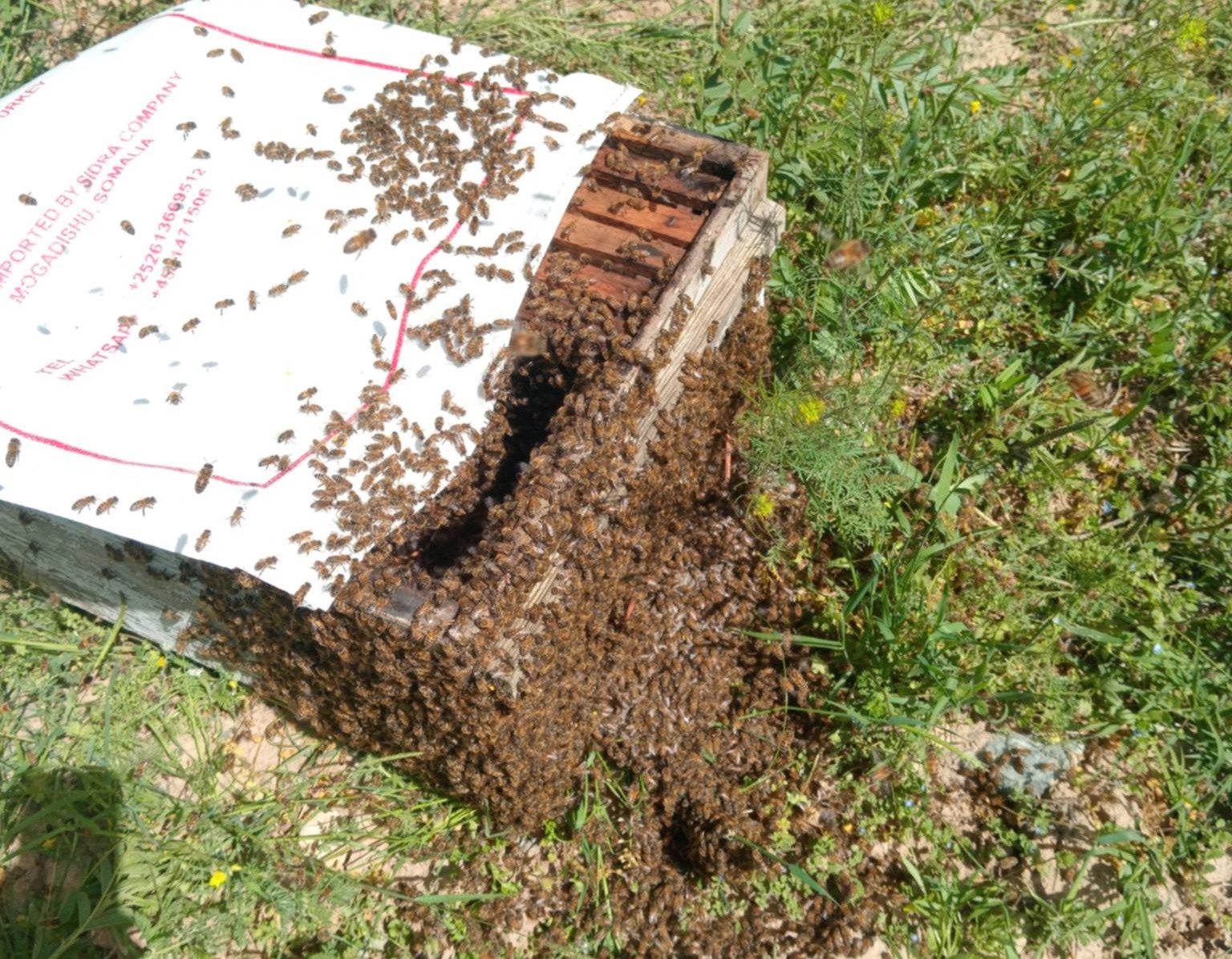 kayisi bahcesinde ogul atan arilar renkli goruntuler olusturdu 1 2IceUnyc