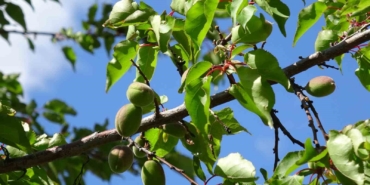 kayisida-cagla-donemi-hAbcPEDV.jpg