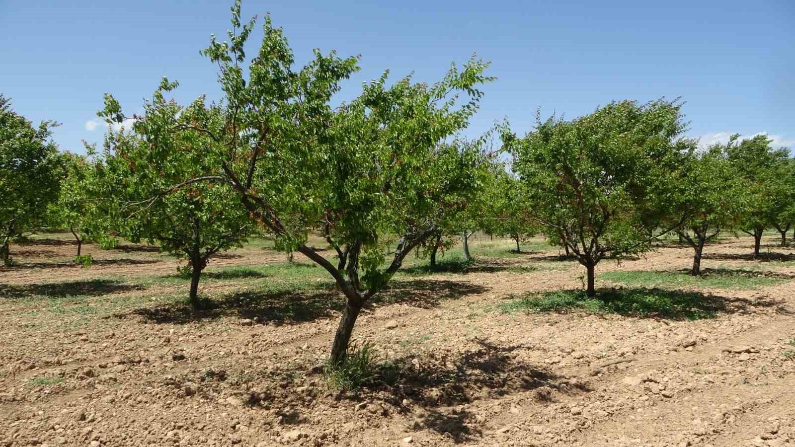 kayisida hasat sonrasi sulama uyarisi 3 hE4SJ757