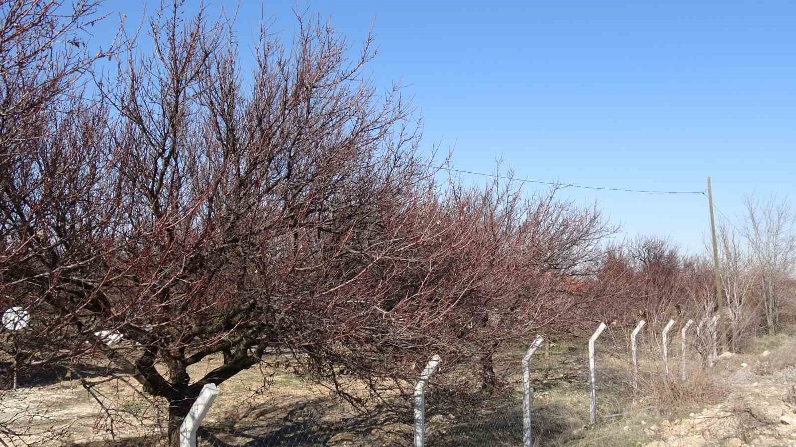 kayisida kritik bakim donemi basladi 2