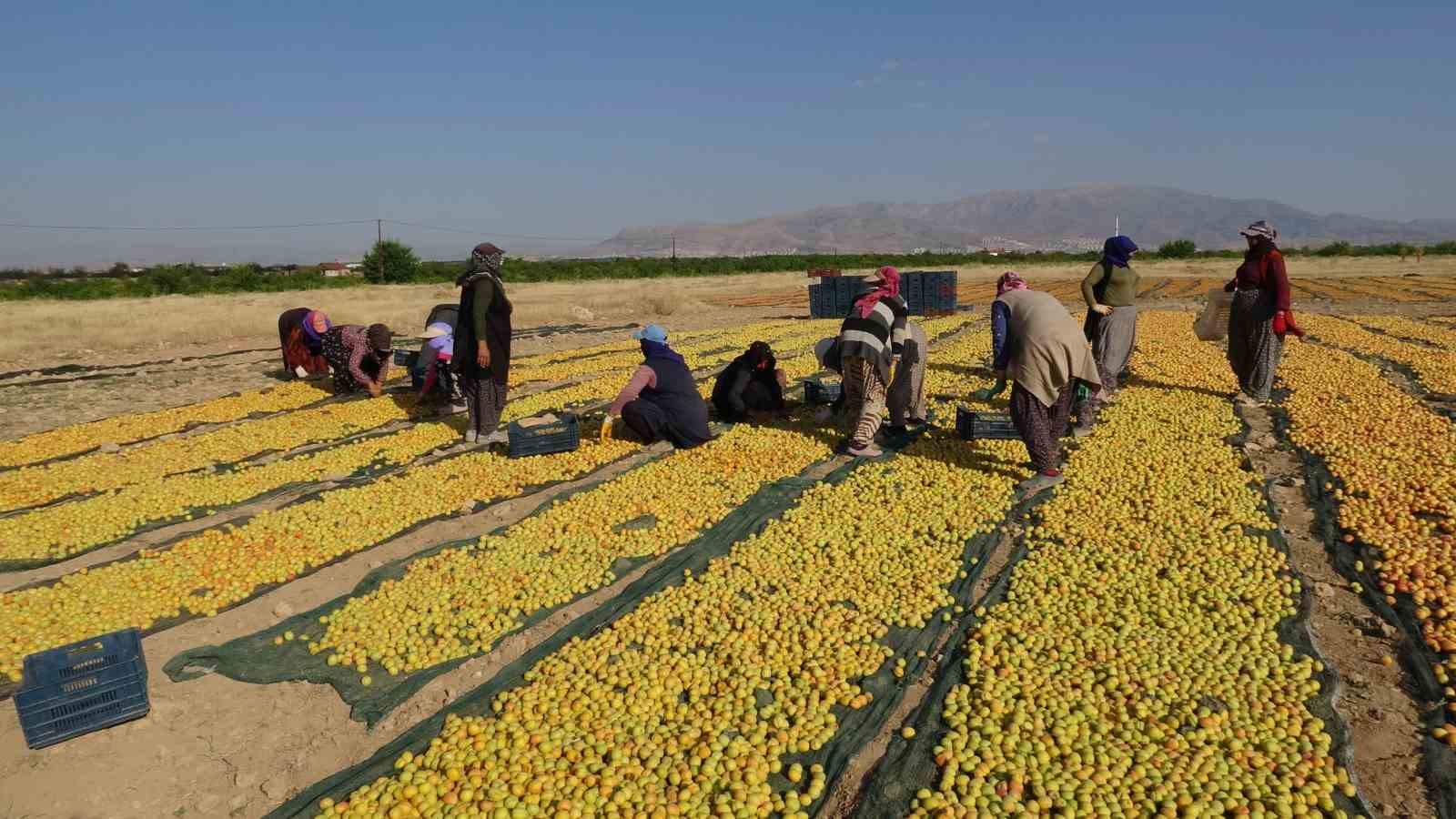 Kayısının kurutulma yolculuğu havadan görüntülendi 7 kayisinin kurutulma yolculugu havadan goruntulendi 3 OaZEtDwn