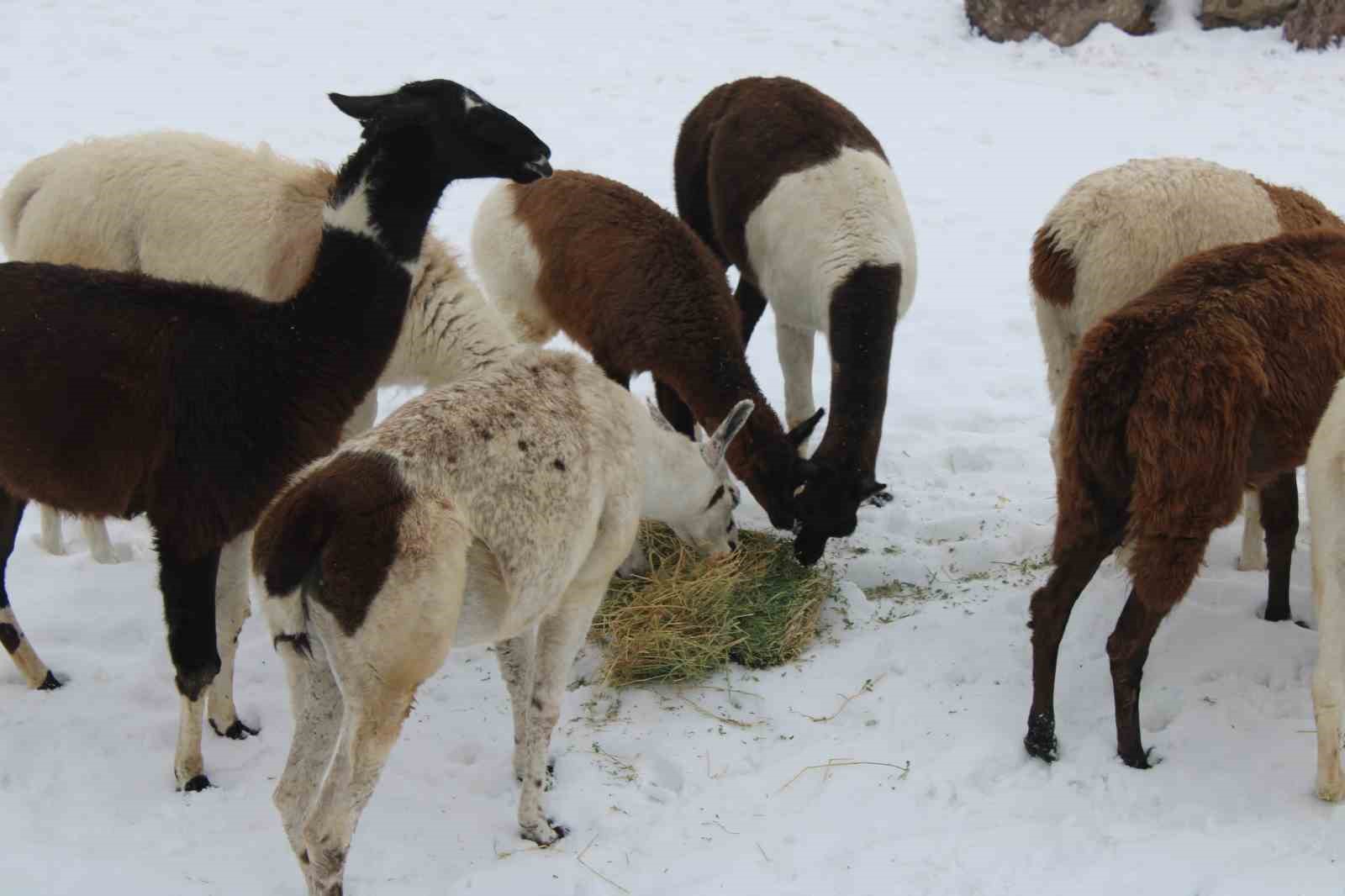kayseri hayvanat bahcesinde tropikal iklim hayvanlari ozel sistemlerle isitiliyor 5 L7Lhs6BC