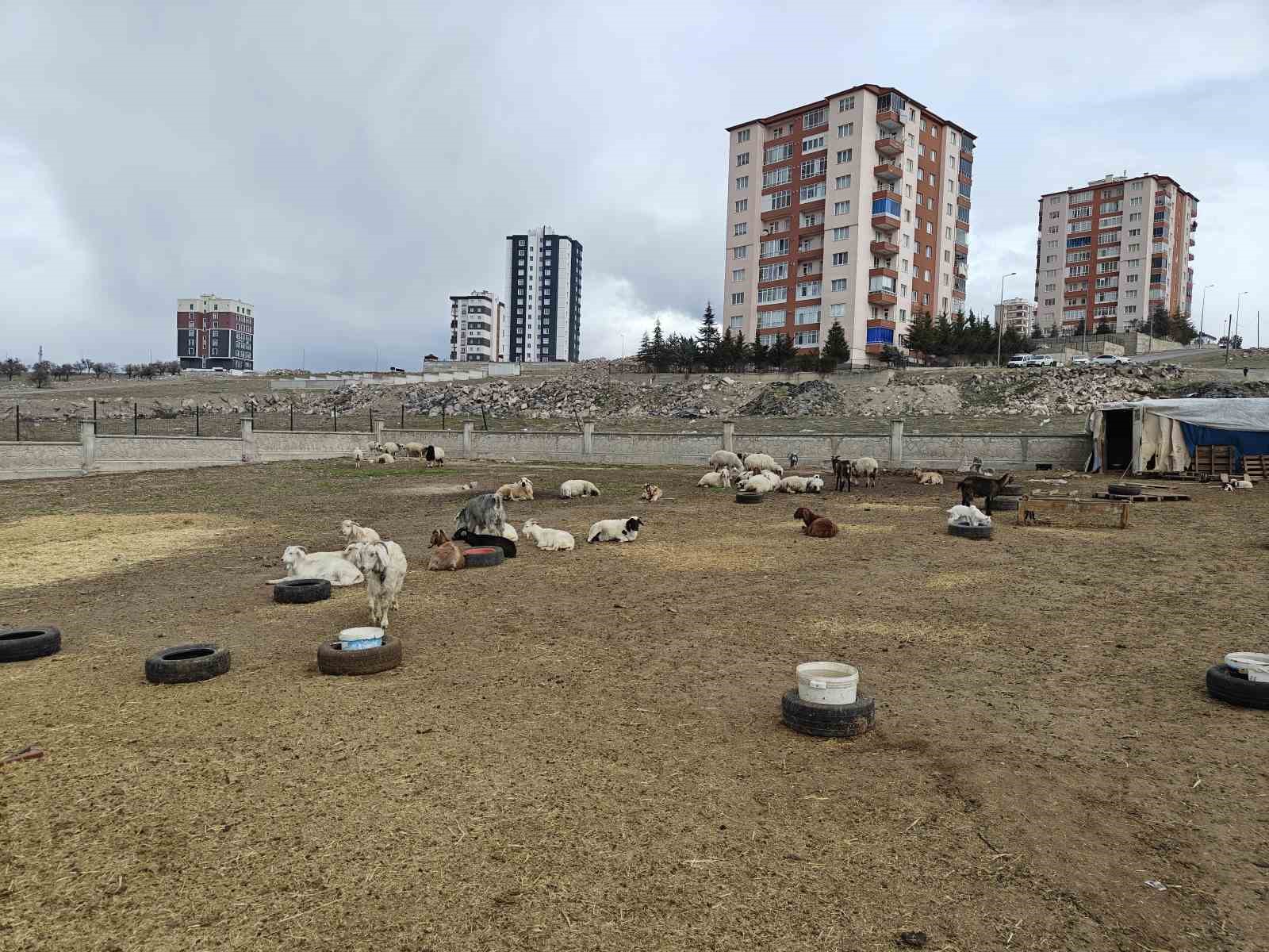 kayseride ahira hayvan saldirdi 6 keci telef 5 keci kayip 1 6mREF4hH
