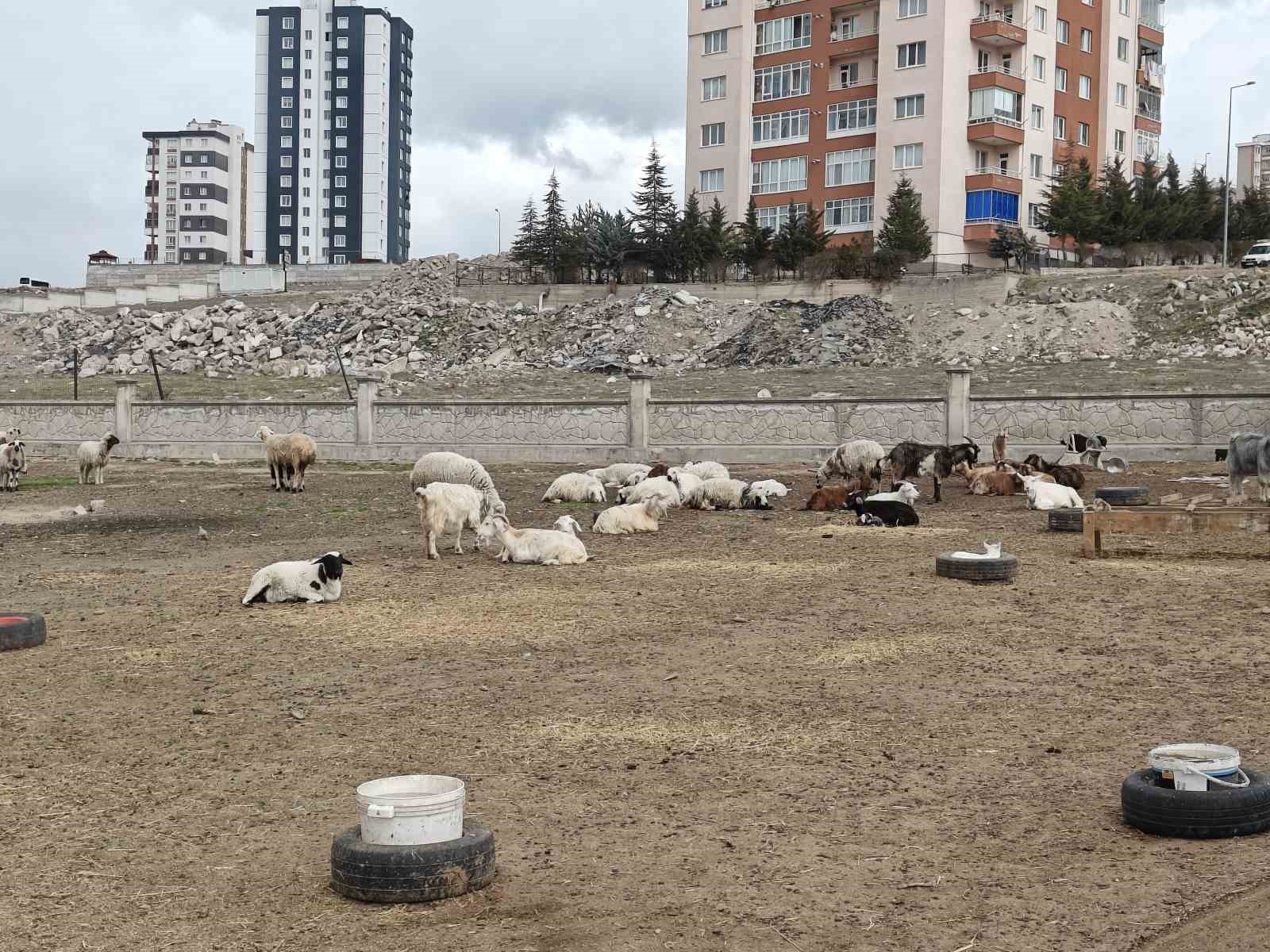 kayseride ahira hayvan saldirdi 6 keci telef 5 keci kayip 4 gFR1JHG5