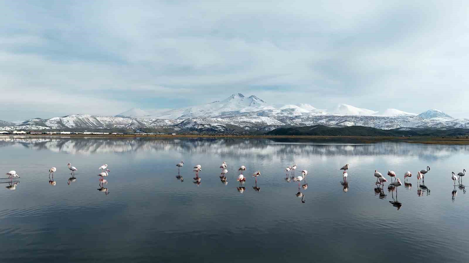 Kayseri’nin ilk flamingo kafilesi geldi 4 kayserinin ilk flamingo kafilesi geldi 0 ajntuQNB