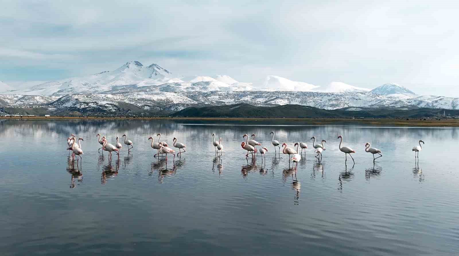 Kayseri’nin ilk flamingo kafilesi geldi 5 kayserinin ilk flamingo kafilesi geldi 1 7T1bQfYU