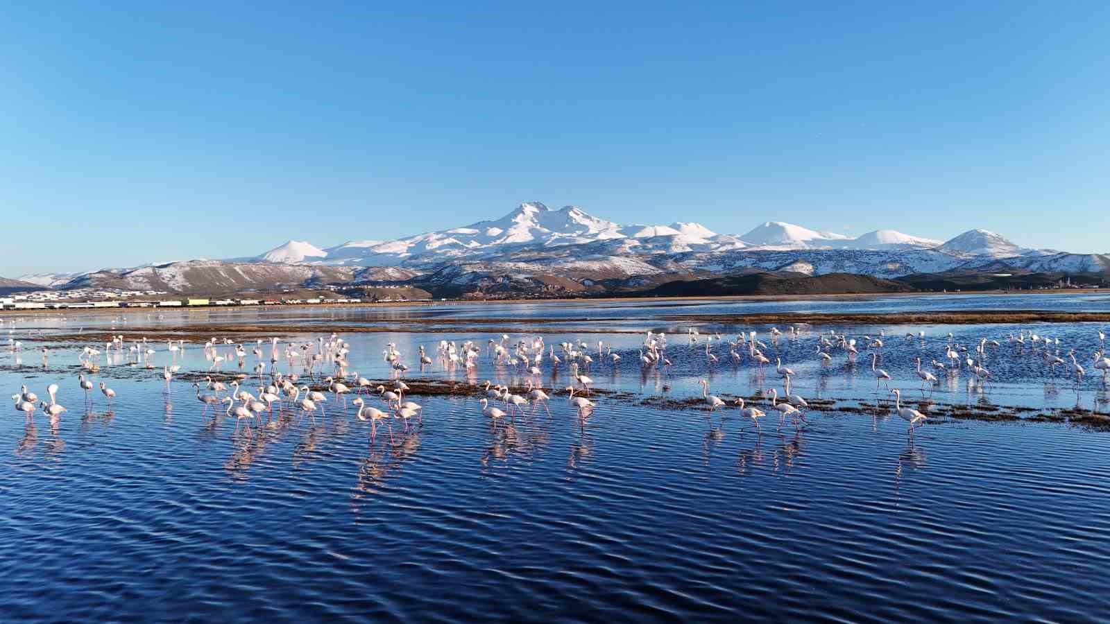 Kayseri’nin ilk flamingo kafilesi geldi 6 kayserinin ilk flamingo kafilesi geldi 2 auGnODEw