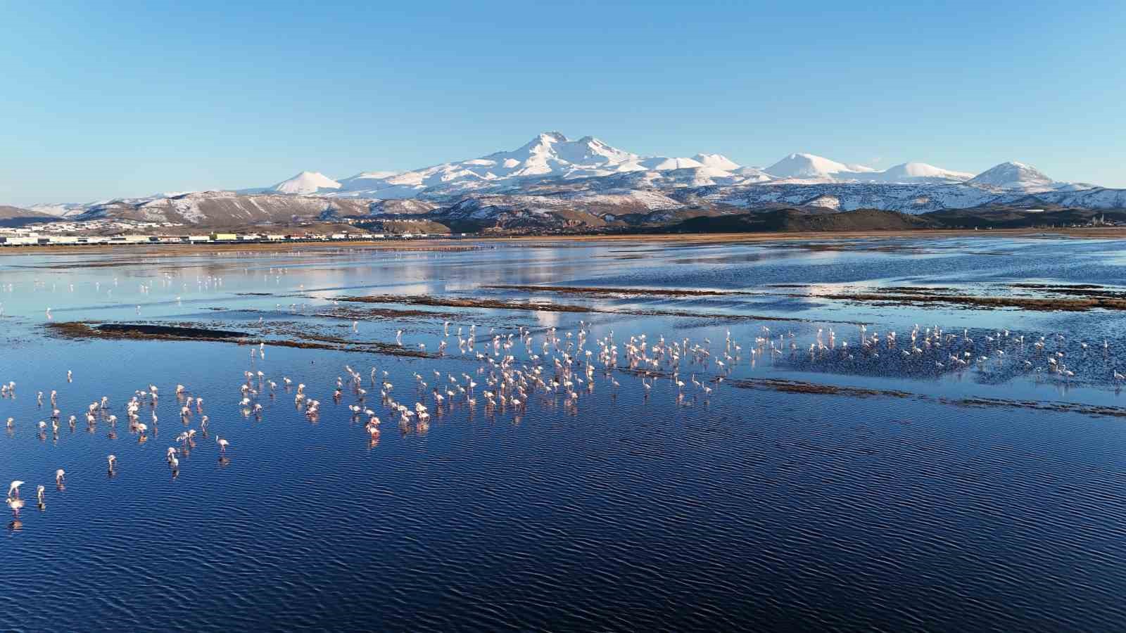 Kayseri’nin ilk flamingo kafilesi geldi 7 kayserinin ilk flamingo kafilesi geldi 3