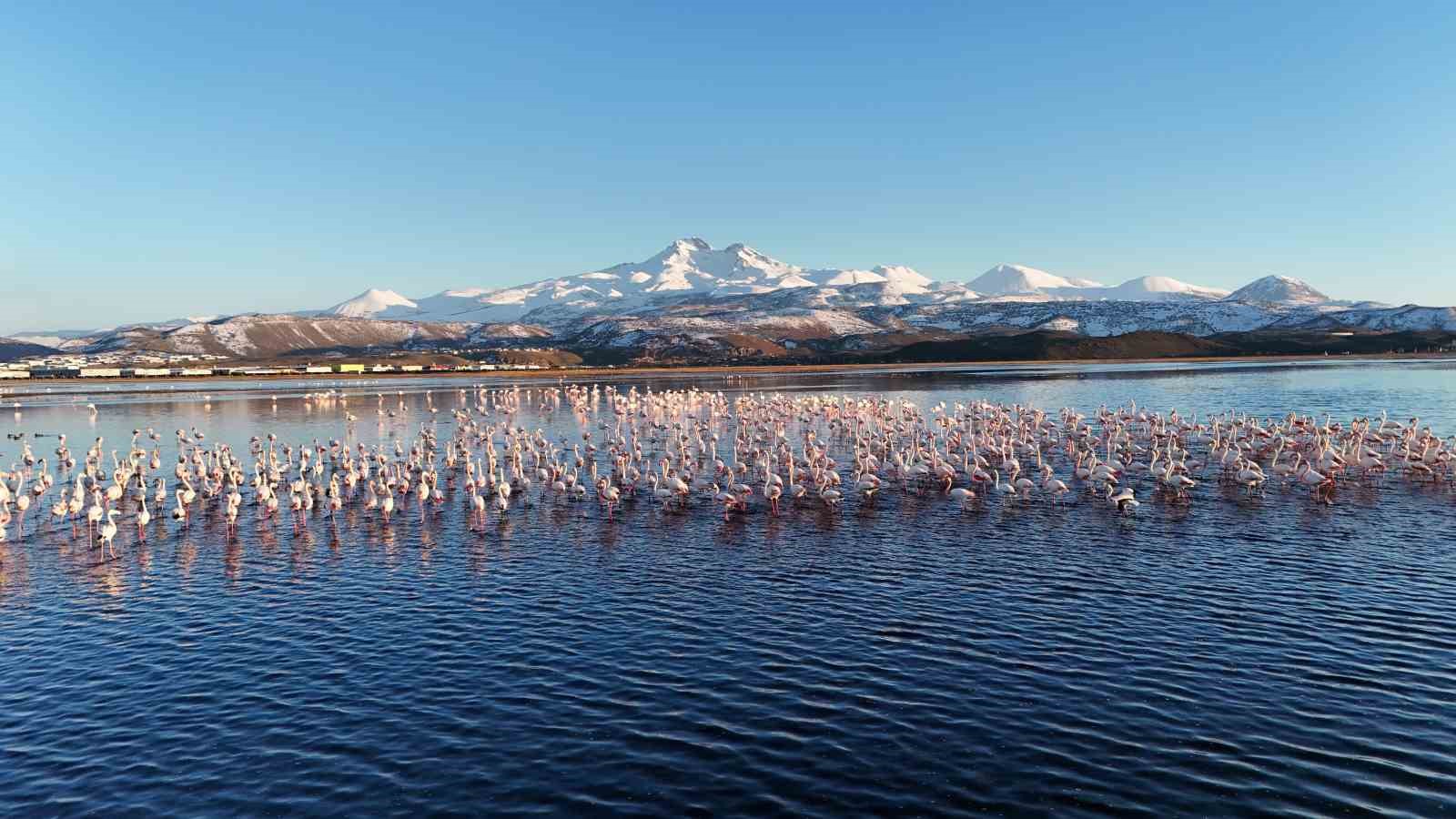 Kayseri’nin ilk flamingo kafilesi geldi 8 kayserinin ilk flamingo kafilesi geldi 4